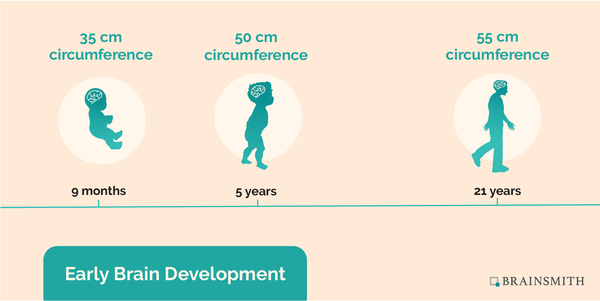 Early Brain Development