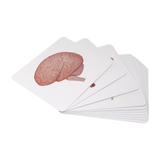 organs of the body flashcards