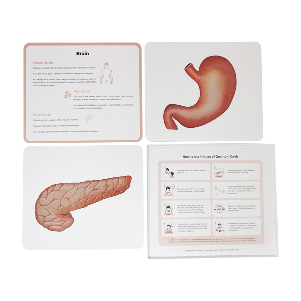 brainsmith flashcards organs