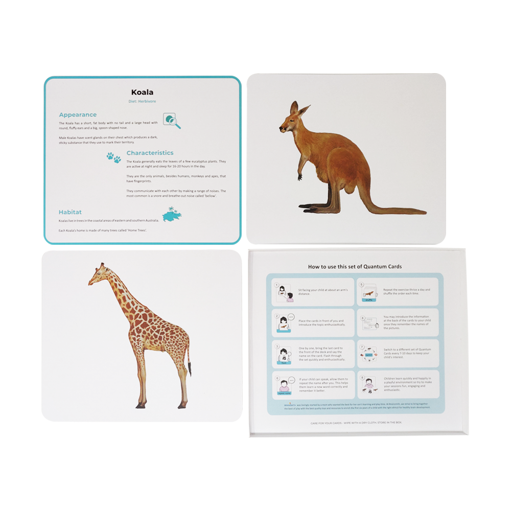 animals quantum cards flashcards