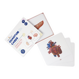 Human body organs flashcards for kids