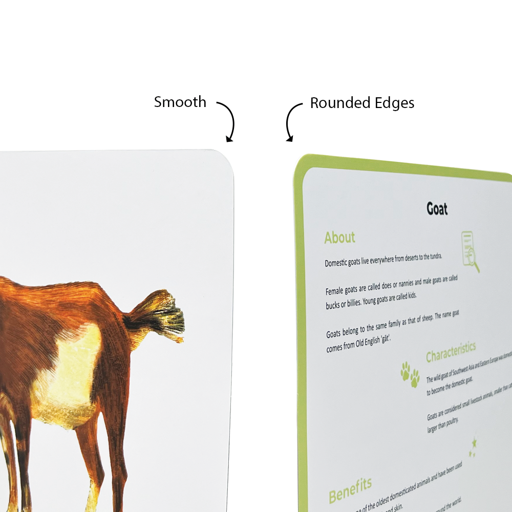 big size animal flashcards